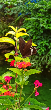 自然与蝴蝶