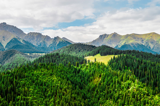 江布拉克山林