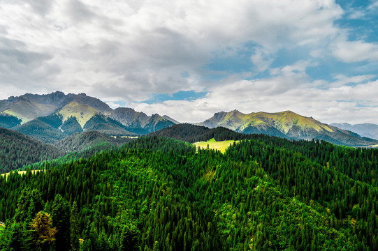 江布拉克山林