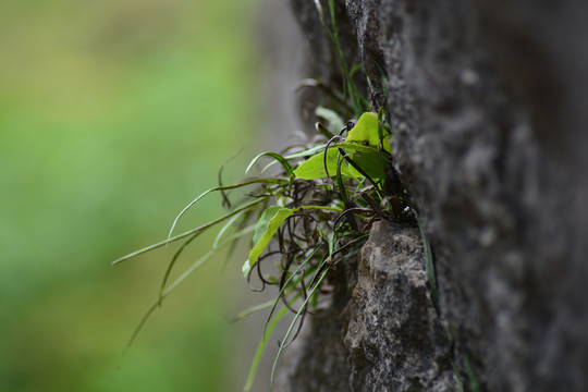 草药