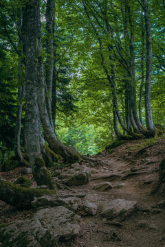 高原森林自然景观