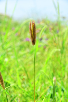 虎尾草