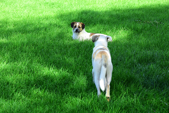 草地上的两只小狗