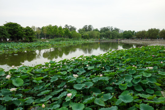 天津水上公园荷花