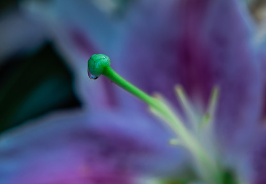 锦带花蕊