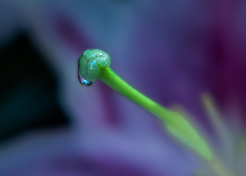 锦带花蕊