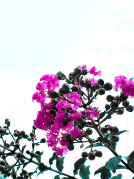 盛开的艳丽紫荆花