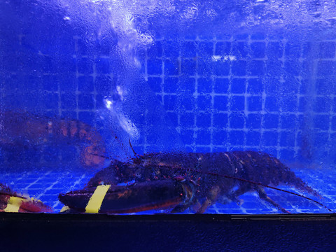 澳龙龙虾