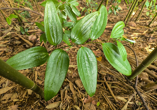 土茯苓