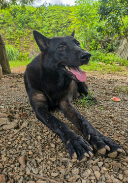 中华田园犬