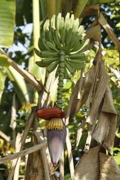 种植园里的香蕉