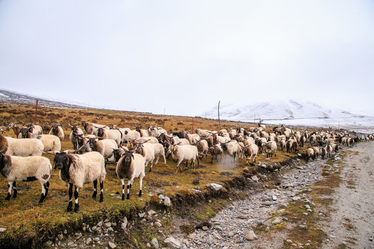 牧羊羊群