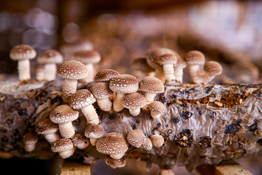 屏南蘑菇种植