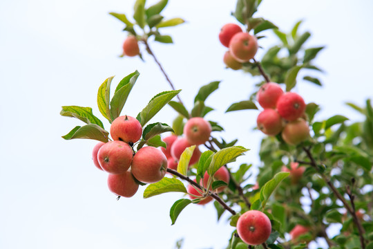 赤峰苹果树