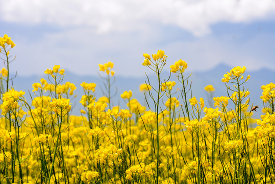 青海大通油菜花