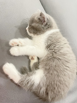 英短蓝白奶猫睡姿
