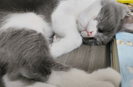 蓝白猫睡觉