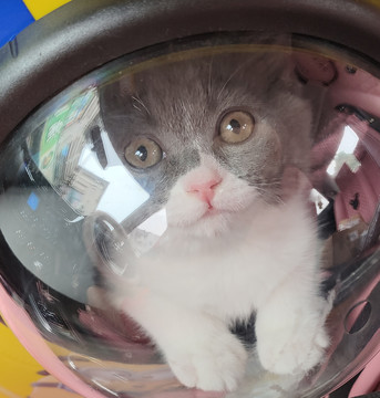 太空舱的猫