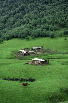 高山草场