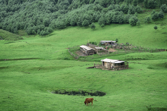 高山草场