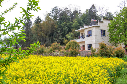 五里村油茶花