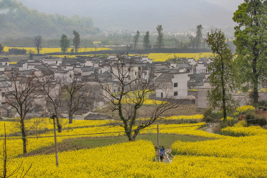 卢村油菜花