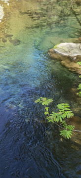 金鞭溪生态美景