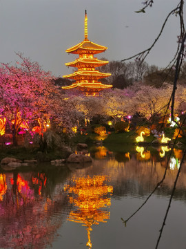 武汉樱花园夜景