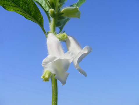 芝麻花