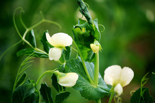 豌豆开花