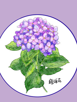 绣球花