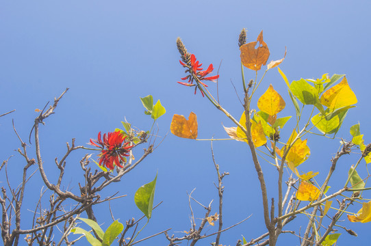 刺桐花枝景色