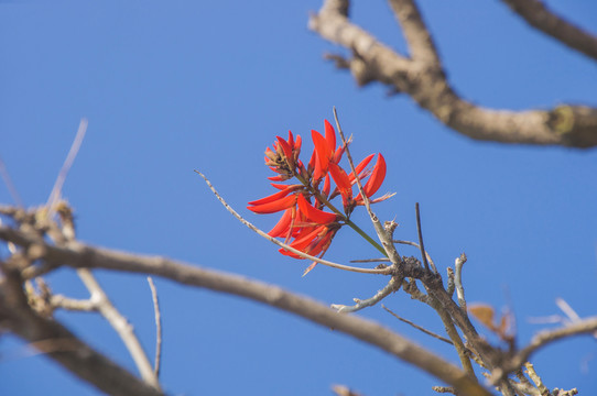 花枝红刺桐花