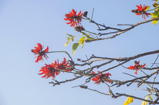 刺桐花枝枝红