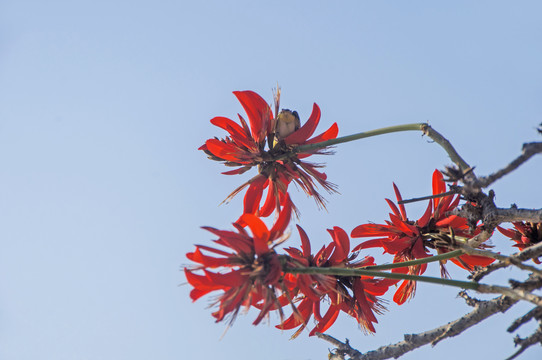 刺桐红花花枝