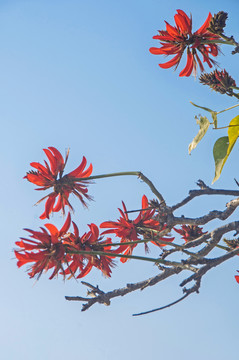 冲绳县的县花刺桐花