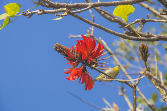 刺桐花枝素材