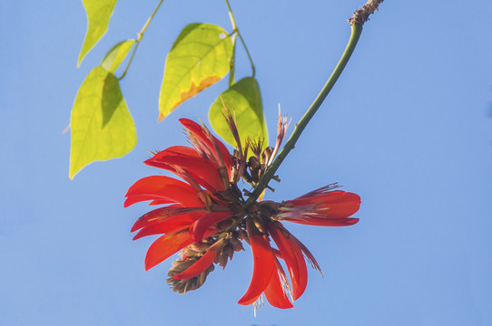 刺桐花特写