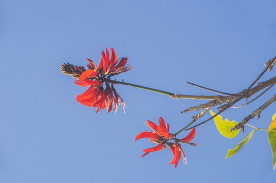 红花刺桐花花枝