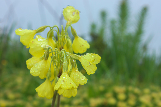 钟花报春