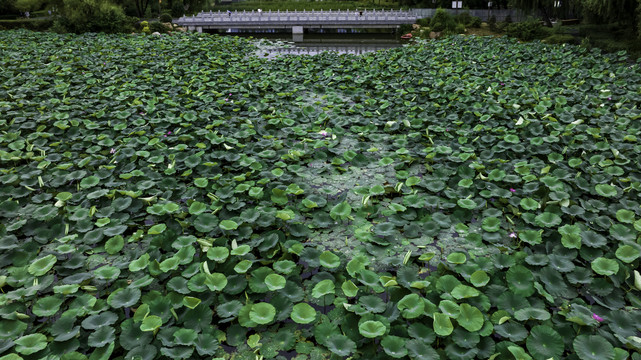 荷花盛开的长春南湖公园景观