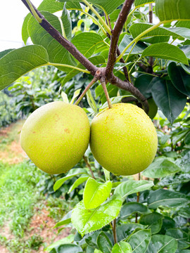 上海蜜梨种植