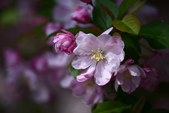 海棠花