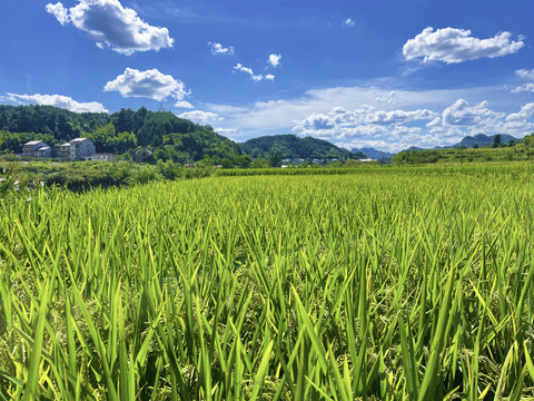 水稻田