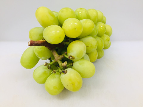 香印青提