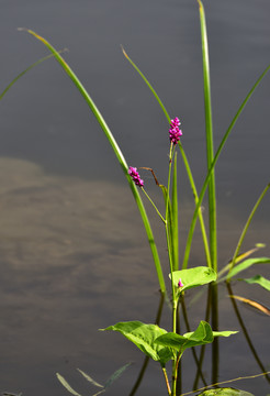 池塘水草红花