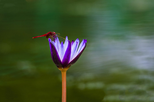 莲花上一只红蜻蜓