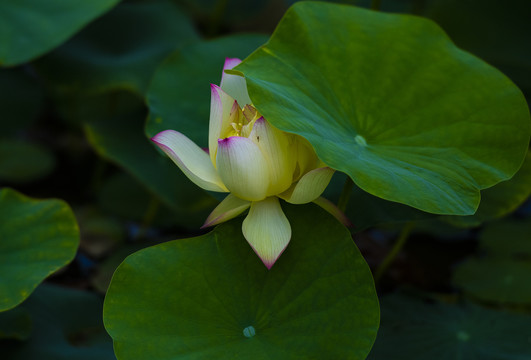 荷花莲花