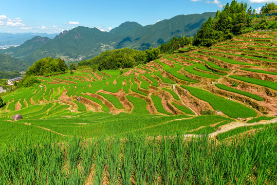 云和梯田