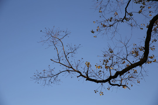 天空枯树枝